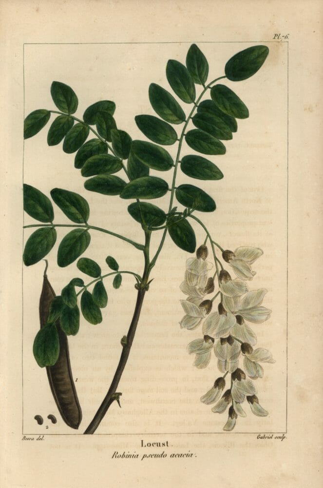 Black-Locust-Botanical-Illustration-663×1000-1