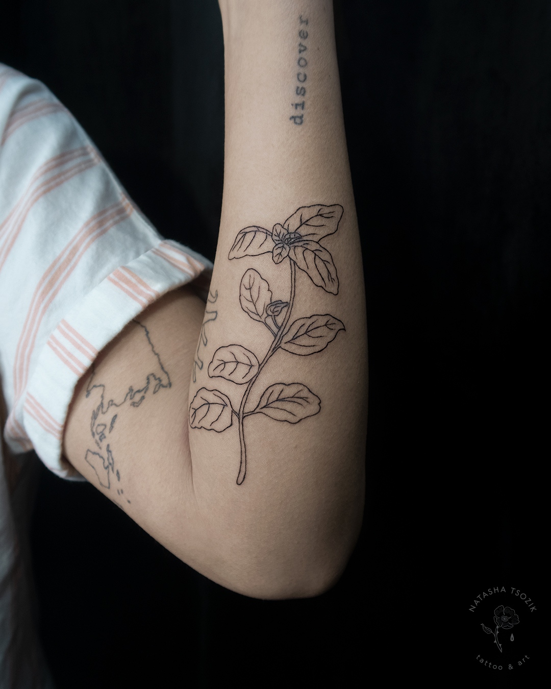 A botanical fine line tattoo on a forearm picturing basil leaves.