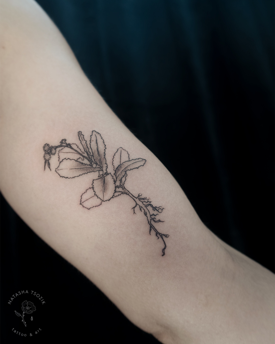 Herbs and roots tattoo on an inner bicep.