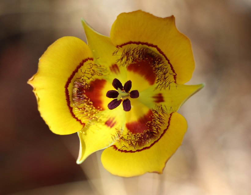Club-haired_Calochortus_(Calochortus_clavatus)