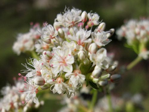 Eriogonum_fasciculatum_by Calscape