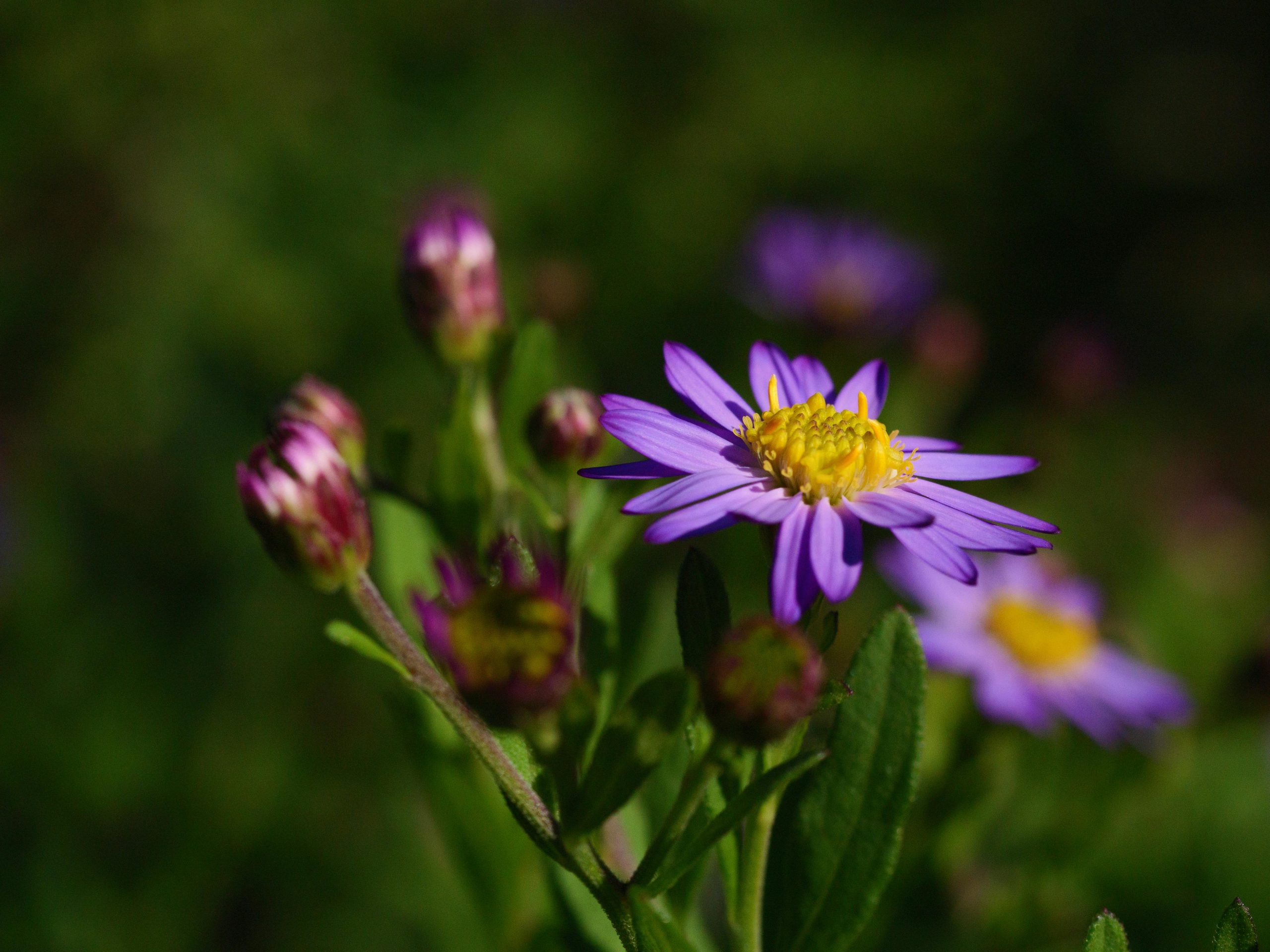 aster by Rain Lü