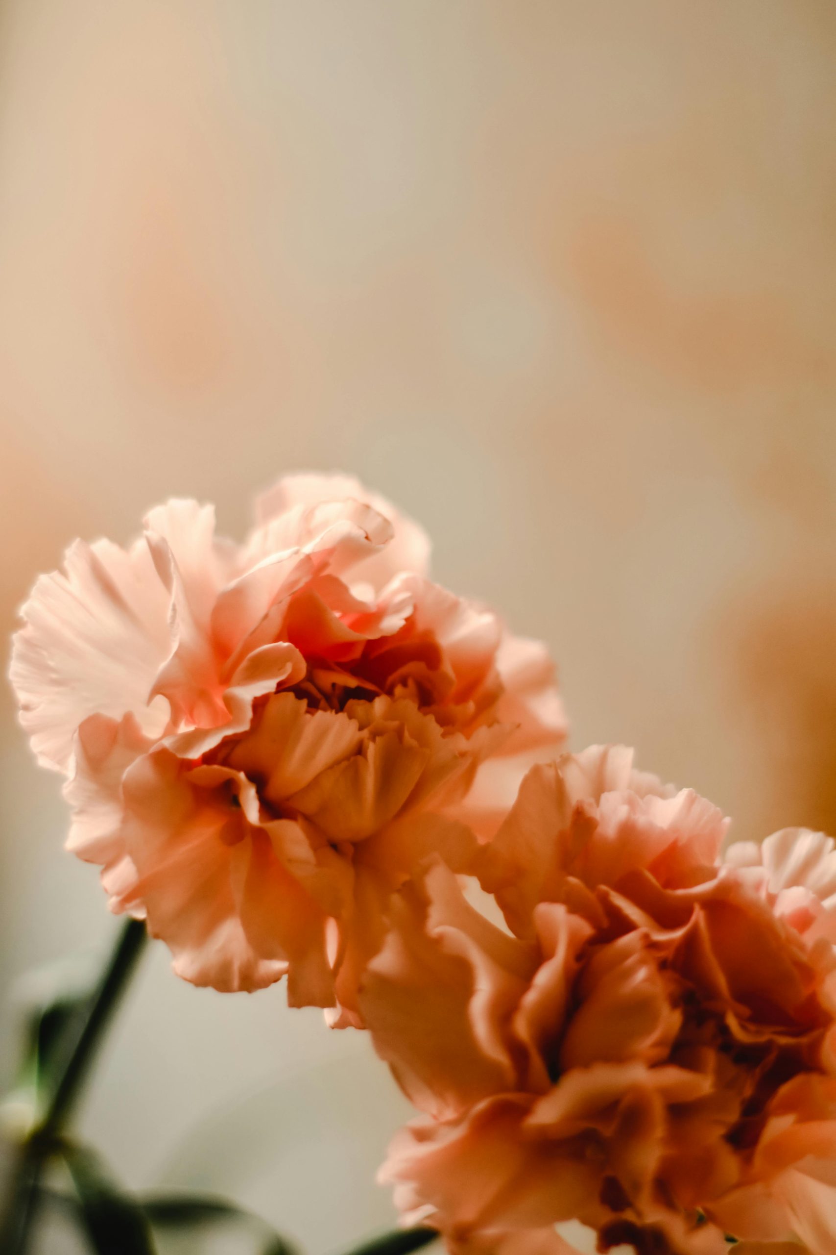 carnation-eva-bronzini-5976754