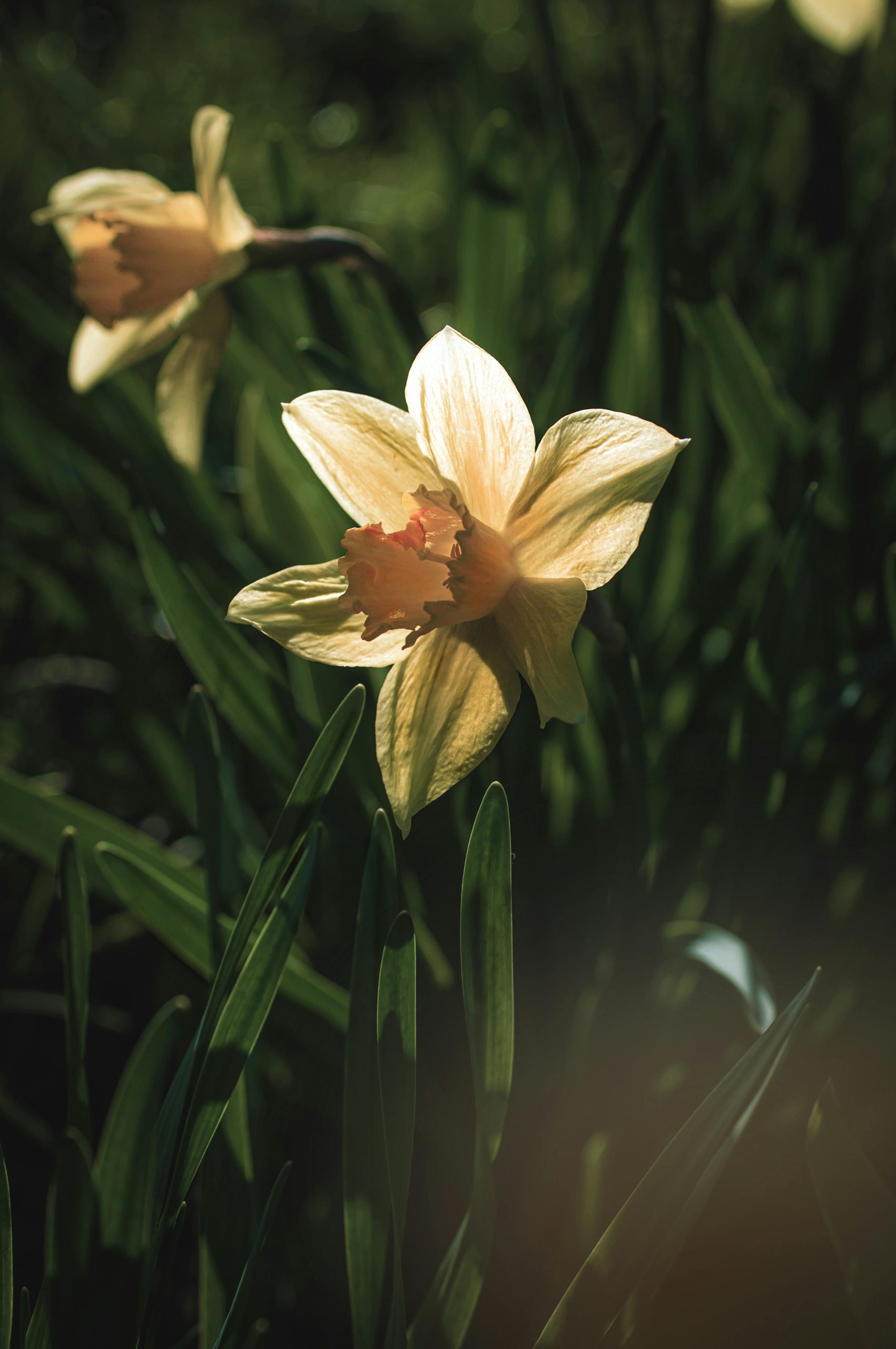 daffodil by Ruslan Sikunov
