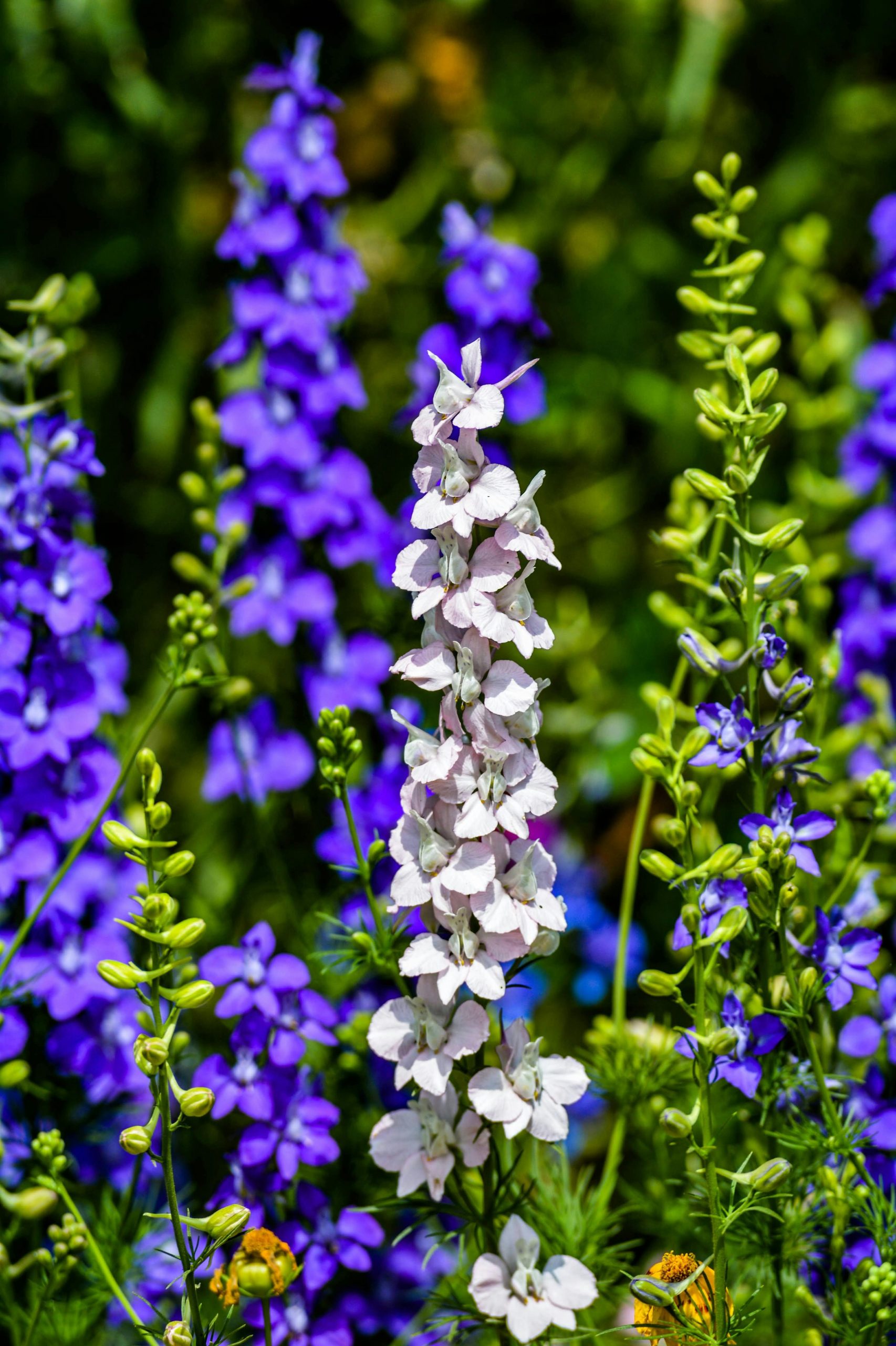 delphinium by Saakshi Yadav
