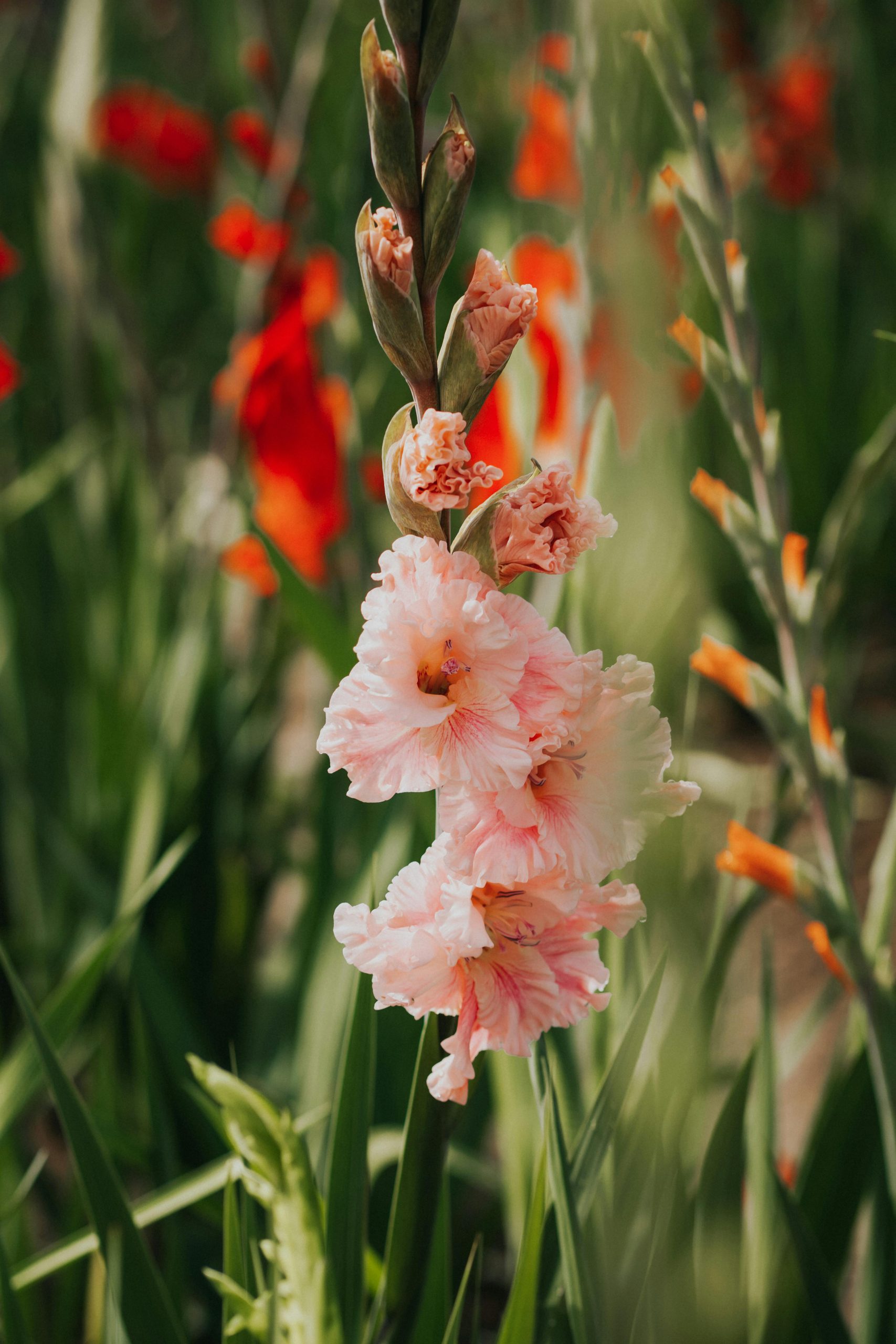 gladiolus by Wladislawa Schröder