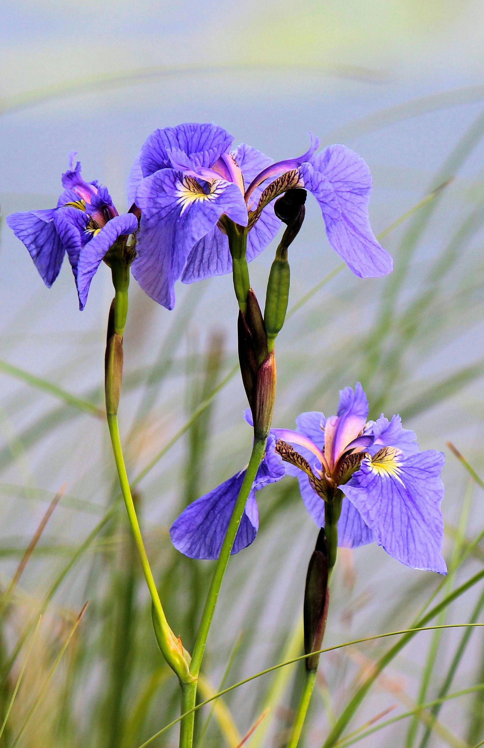 iris by Reagan Ross