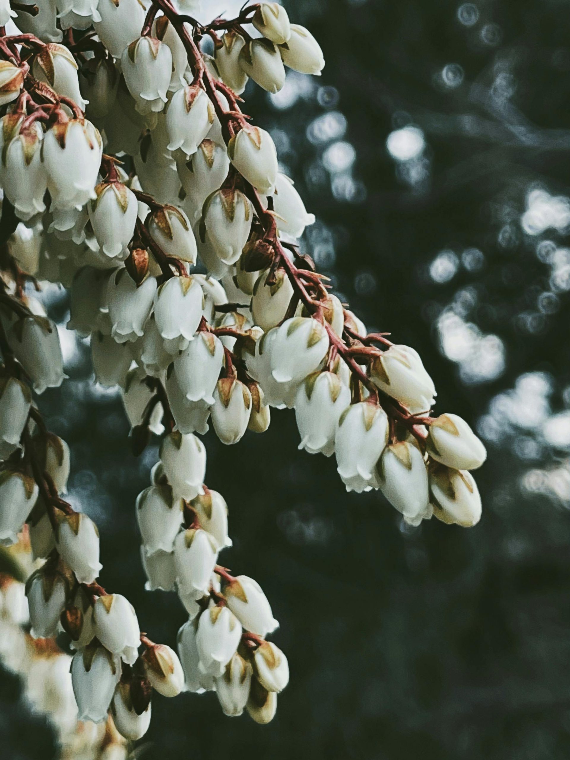 manzanita by Leigh Heasley
