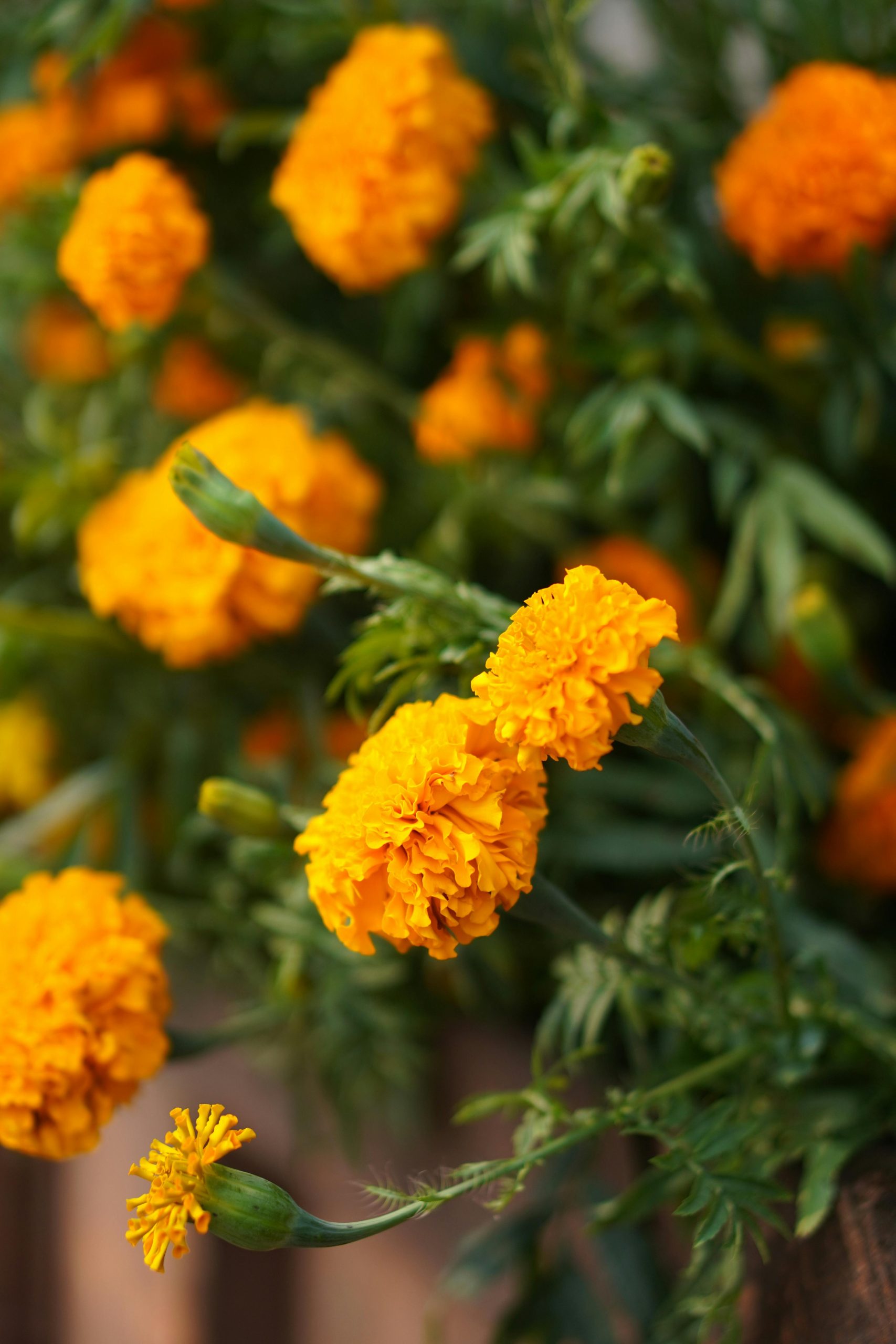 marigold by Rohan Dewangan