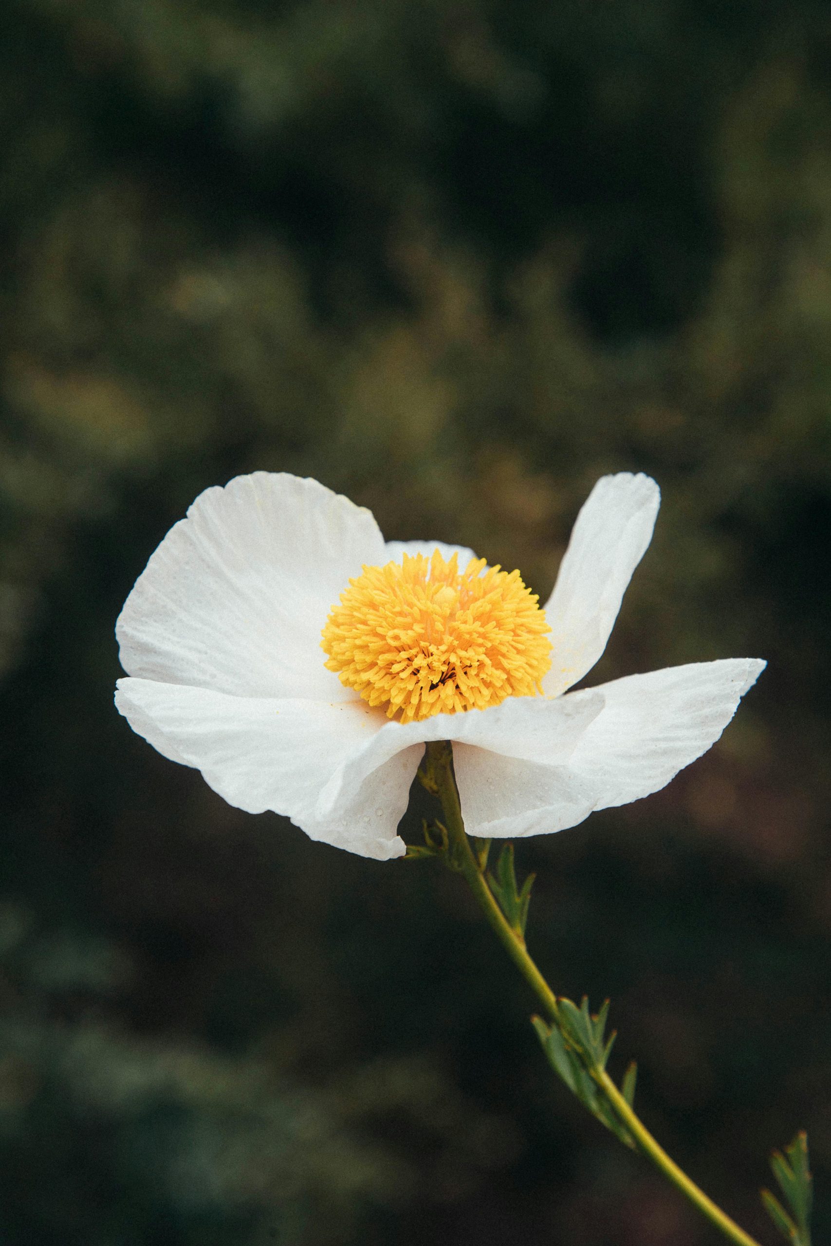 poppy by  John Hanson