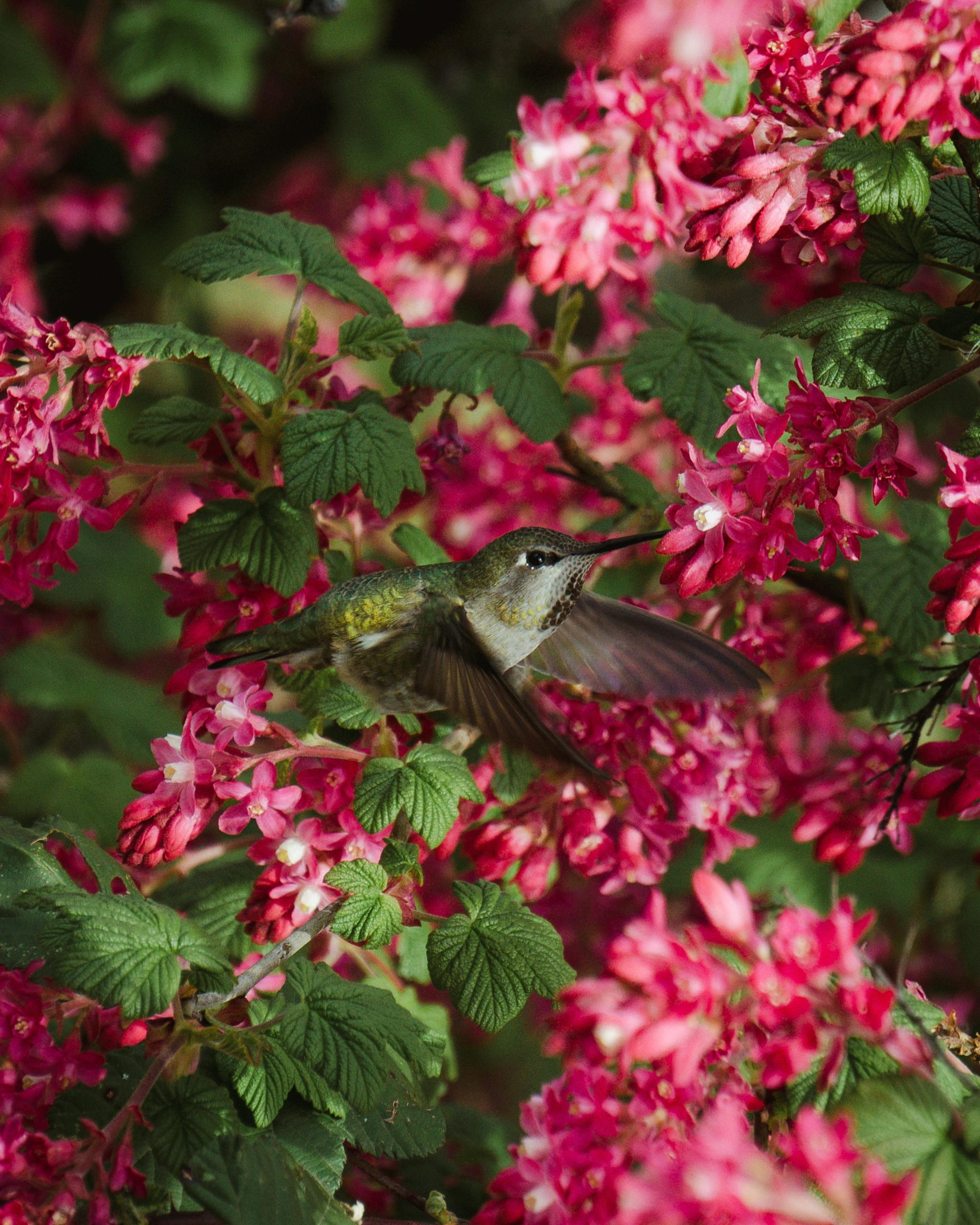 red currant by Lance Reis