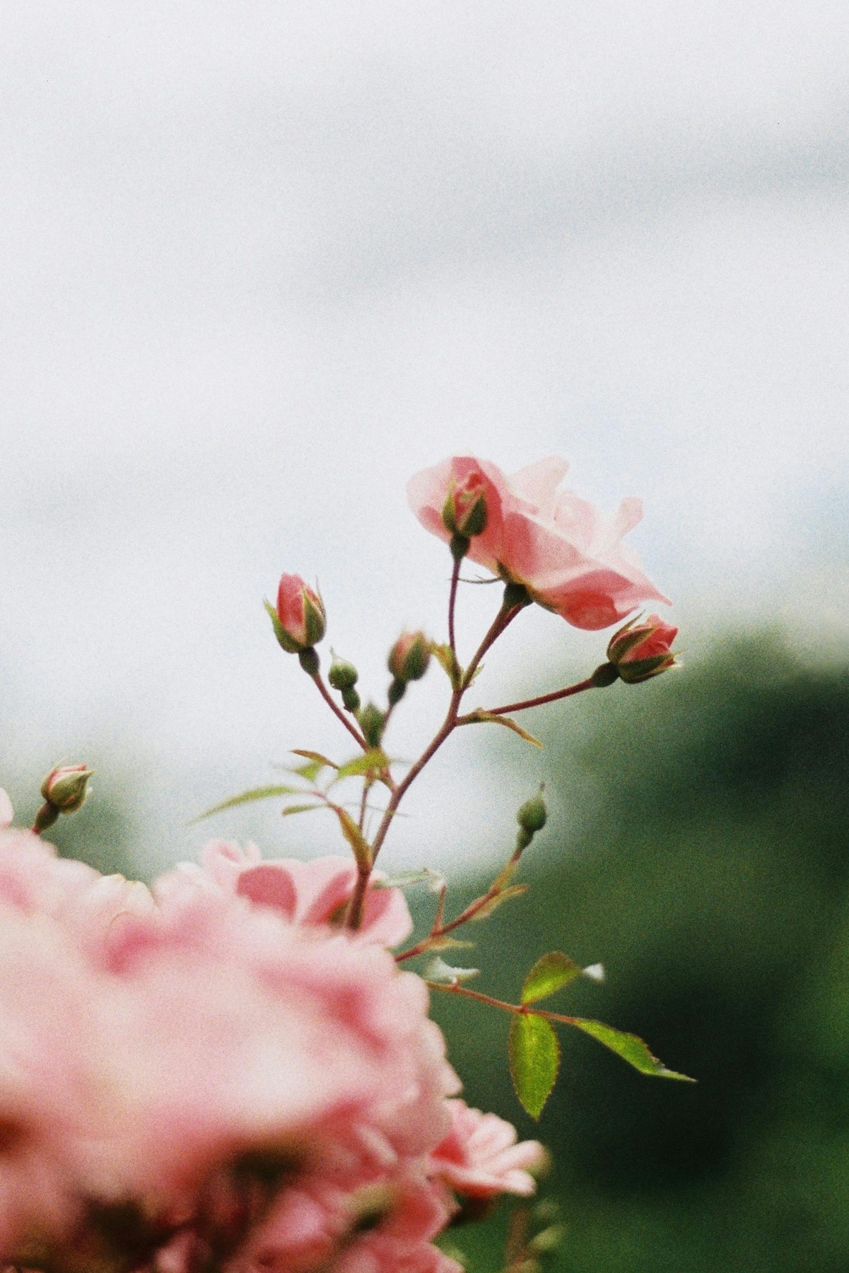 rose-marie-pirner