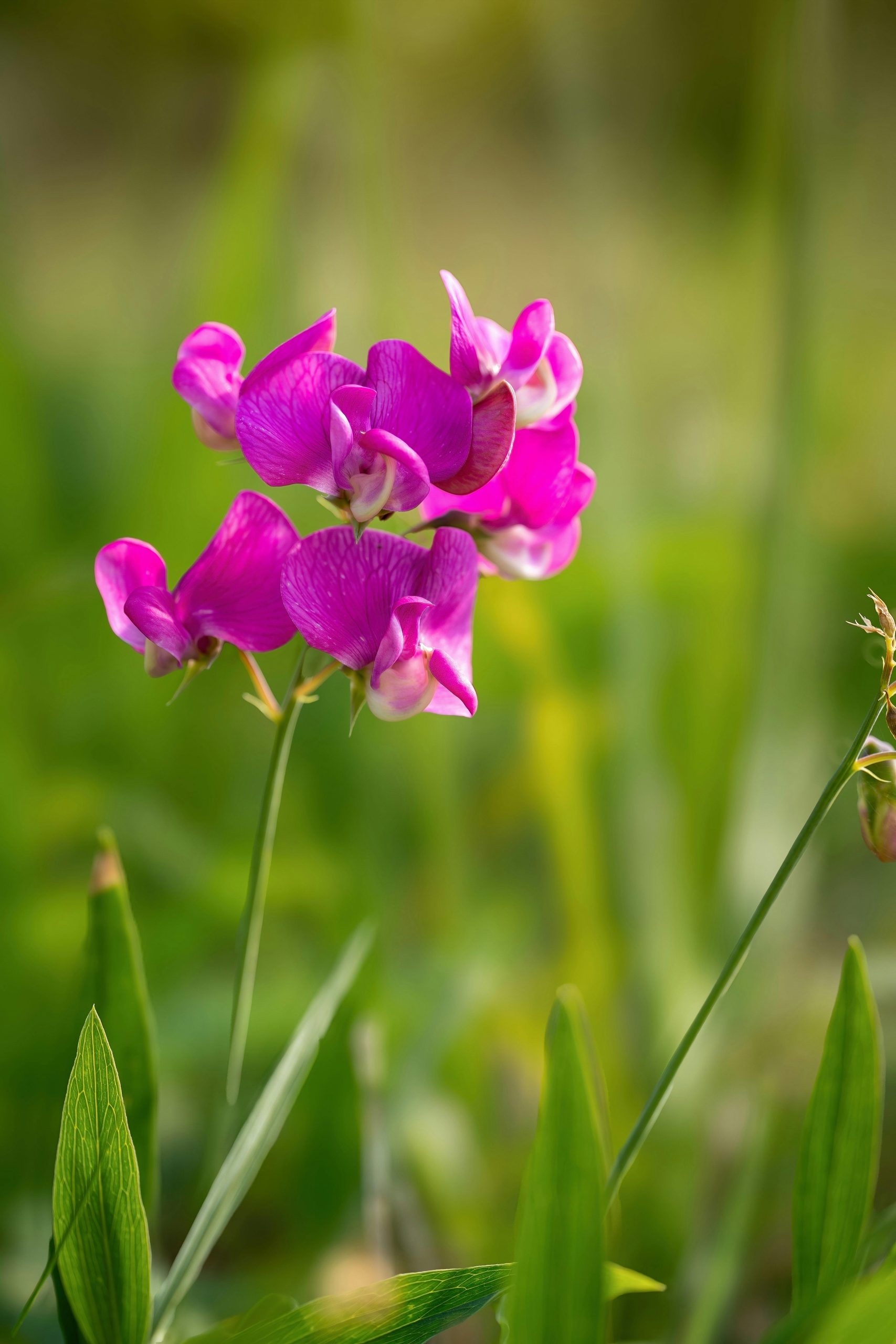 sweet pea by Gundula Vogel
