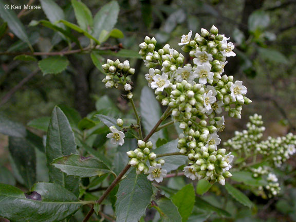 toyon