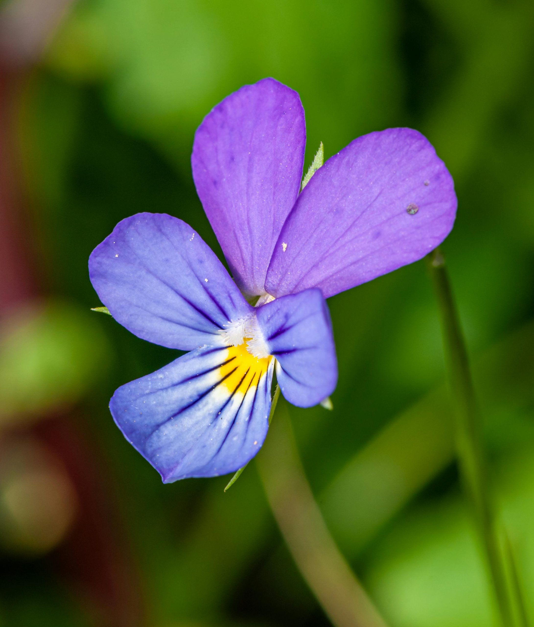 violets by Petr Ganaj