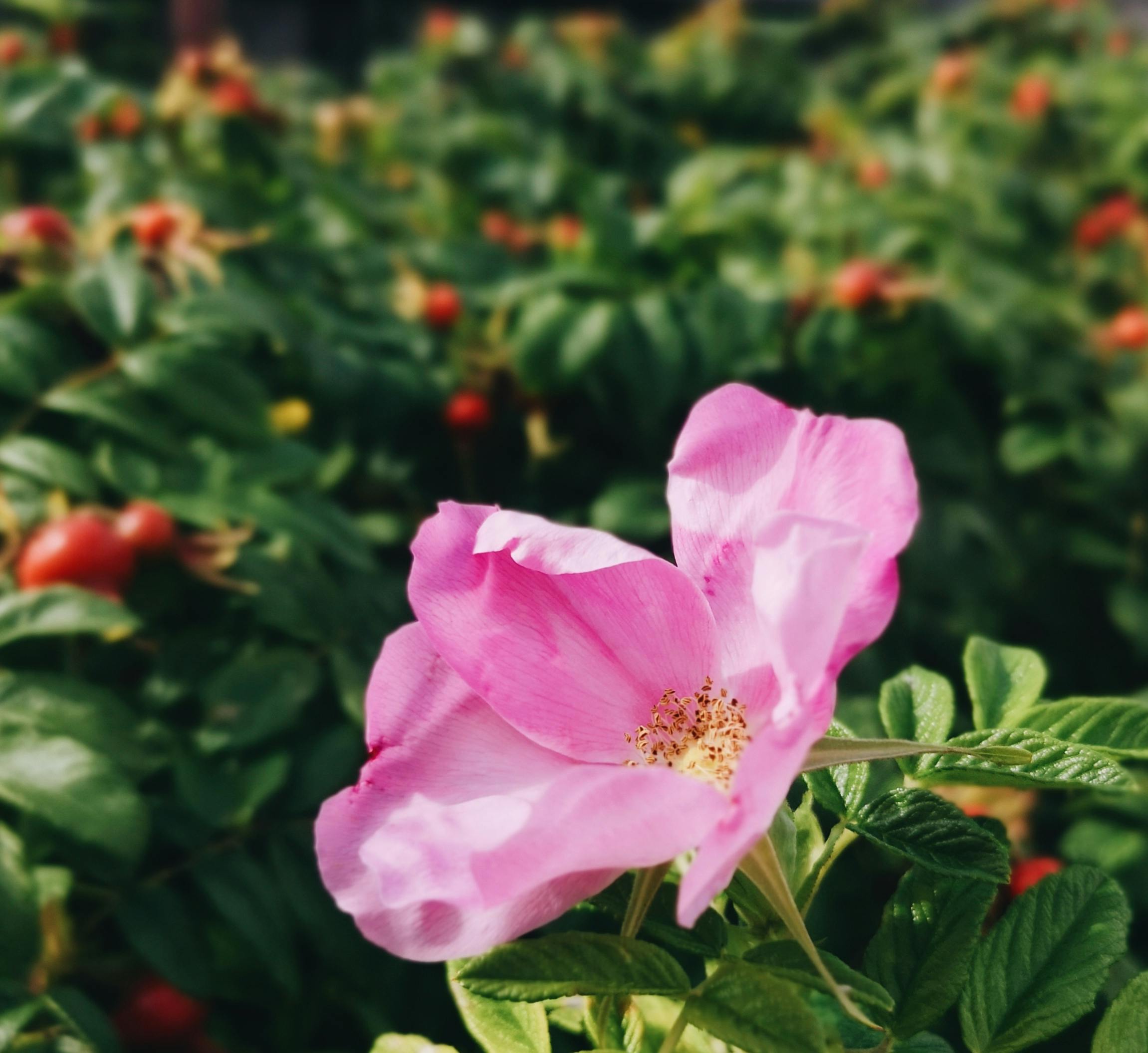 wild rose