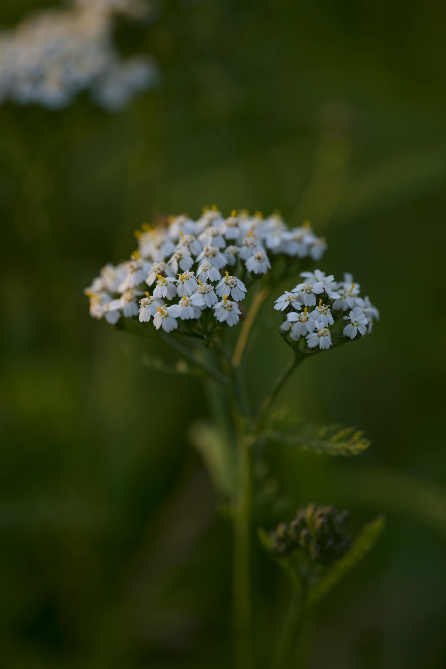 yarrow by Lauri Poldre